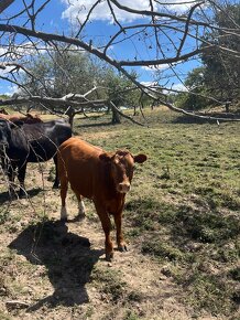 Aberdeen Angus Dobytok