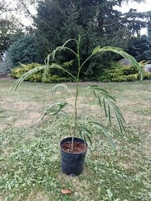 Albizia ružova - 1