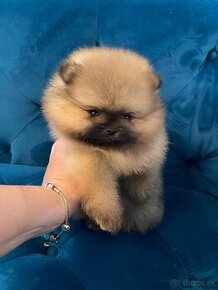 Pomeranian mini