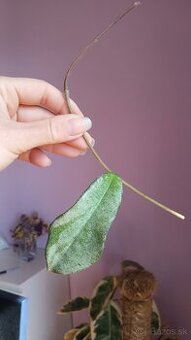 Hoya carnosa Grey Ghost