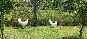 Leghorn