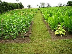 Tabakové semená, priesady , planty, samozber