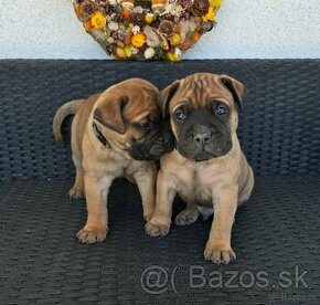 Bullmastiff šteniatka