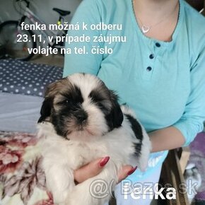 Shitzu šteniatka (Shih-Tzu, ši-cu)