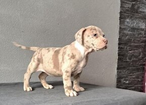 American Bully merle