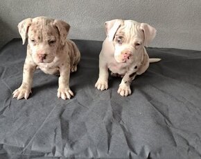 American Bully merle