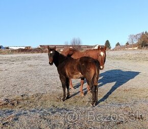 Predám Quarter Horse kobylu.