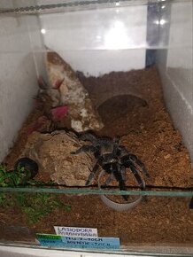 Tarantula pavúk Sklipkan