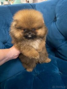 Pomeranian mini