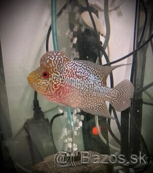 Flowerhorn samec č.2