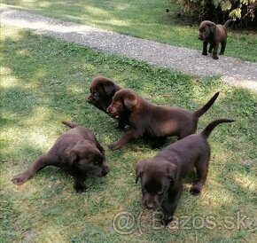 Čistokrvné šťeniatká labradora