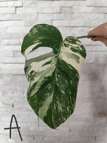 Monstera albo variegata