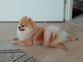 Pomeranian na krytie.