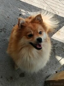 Pomeranian