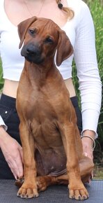 Rhodesian Ridgeback