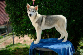 Predám fenku sibírsky husky