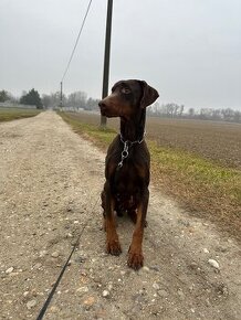 Darujeme Dobermana