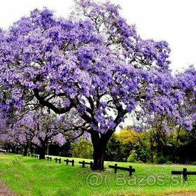 Paulownia- semena