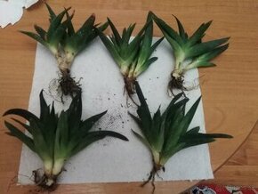 Sukulenty Haworthia, aloe vera