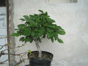 bonsai,bonsaj-hrab22