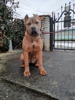 Cane corso