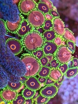 Zoanthus Purple Heart 10+ polypov