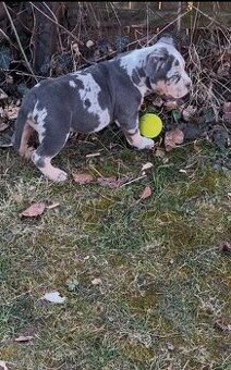 American bully