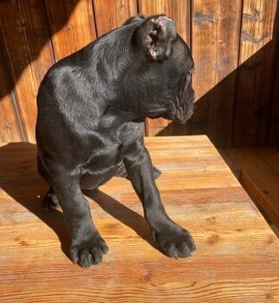 Šteniatko Cane Corso – úplne čierny psík