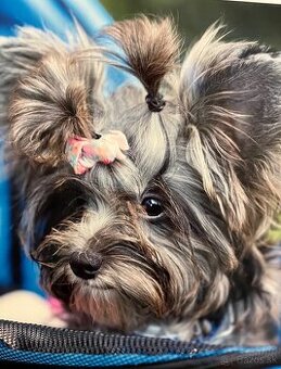 Yorkshire merle terrier