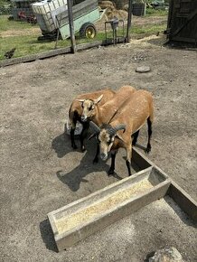 kamerunske ovce