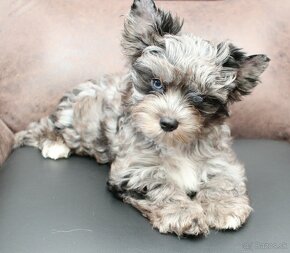 Yorkshire Terrier s PP