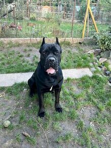 Cane corso