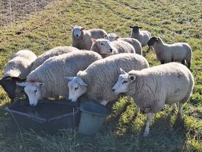 Jahnice TEXEL a SUFFOLK (rezervované)