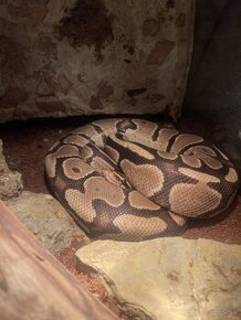 Python regius classic adult samica