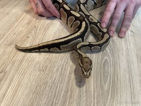 Python regius classic adult samica