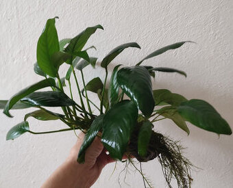 Anubias