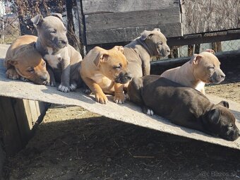 Pitbull amstaff