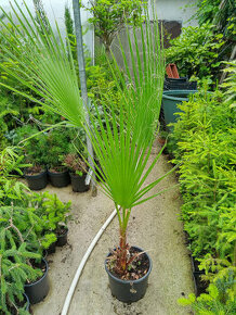 Palma-Washingtonia filifera