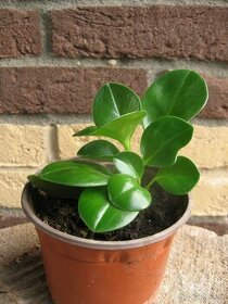 Pieprovec magnoliolistý - Peperomia obtusifolia - 1