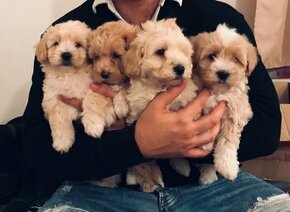 Mini maltipoo +36209877091