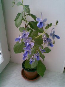 Clerodendrum ugandensis