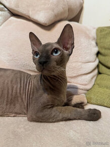 sphynx,.