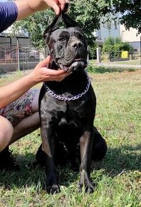 Cane corso fenka s PP