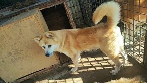 Akita inu - 1