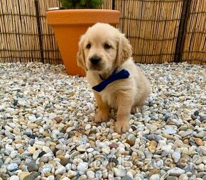 ZLATY RETRIVER, GOLDEN RETRIEVER