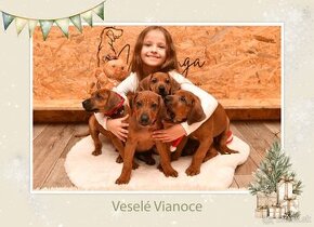 Rhodesian Ridgeback s PP