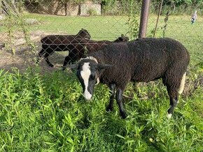 Zwartbles