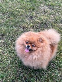 Pomeranian fenka