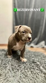 American bully xl / American bully xxl