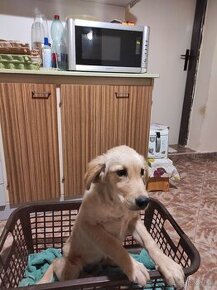 zlatý retriever